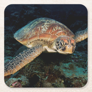Porta-copo De Papel Quadrado Sulawesi Tartaruga Marinha Verde