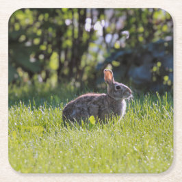 Porta-copo De Papel Quadrado Sunny Bunny