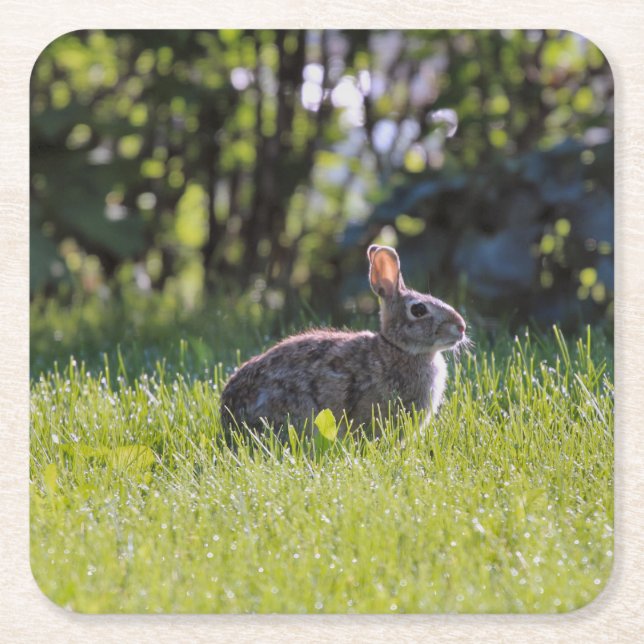 Porta-copo De Papel Quadrado Sunny Bunny (Frente)