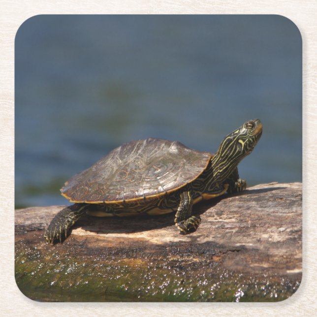 Porta-copo De Papel Quadrado Tartaruga pintada em um tronco (Frente)