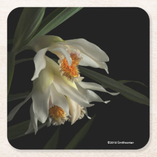 Porta-copo De Papel Quadrado Thunia Marshalliana