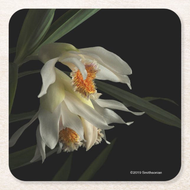 Porta-copo De Papel Quadrado Thunia Marshalliana (Frente)