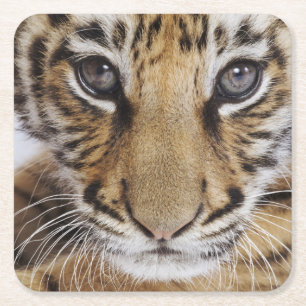 Porta-copo De Papel Quadrado Tigre Cub