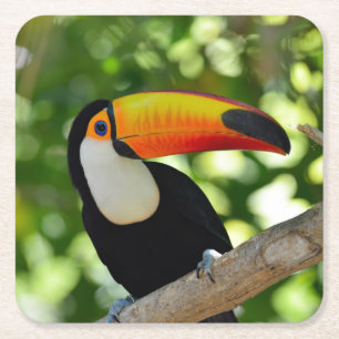Porta-copo De Papel Quadrado Toucan