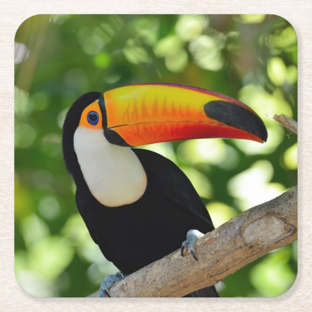 Porta-copo De Papel Quadrado Toucan (Frente)