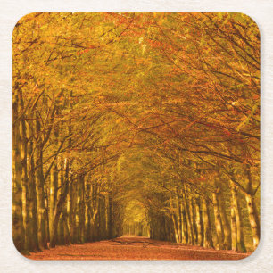 Porta-copo De Papel Quadrado Trajeto de passeio através da floresta na porta