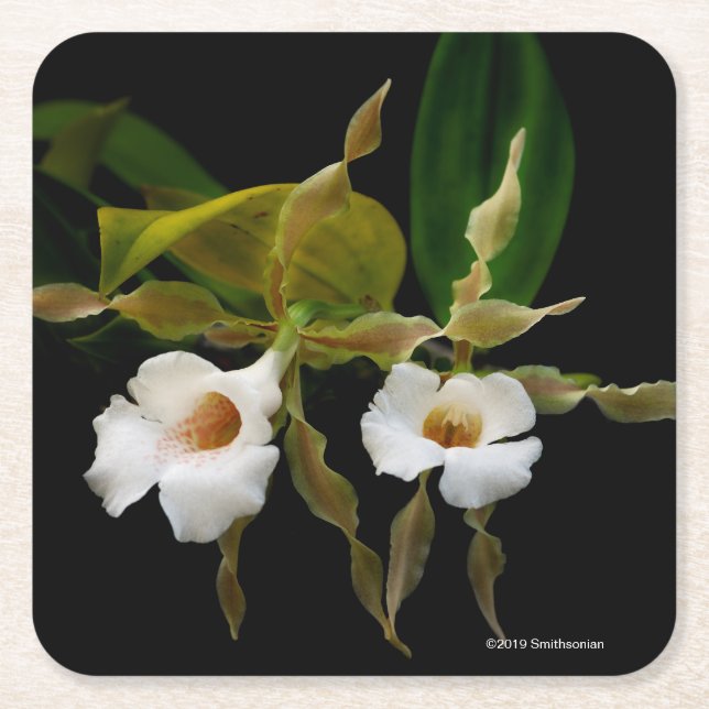 Porta-copo De Papel Quadrado Trichopilia Tortilis (Frente)