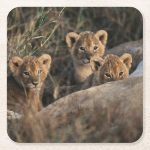 Porta-copo De Papel Quadrado Trio de filhotes de leões de seis semanas sentados