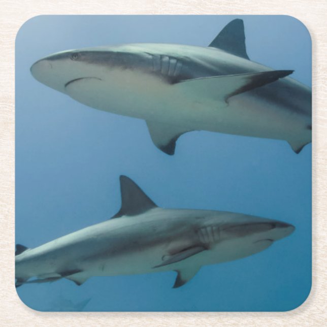 Porta-copo De Papel Quadrado Tubarão das caraíbas do recife (Frente)