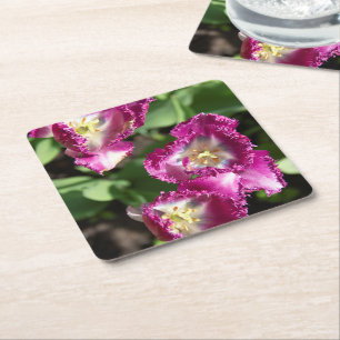 Porta-copo De Papel Quadrado Tulipas púrpuras e brancas no jardim