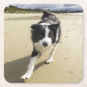Porta-copo De Papel Quadrado Um cão de border collie que funciona na praia