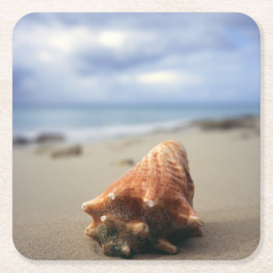 Porta-copo De Papel Quadrado Um Conch Shell no St. Croix da praia , Usvi