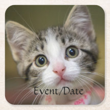 Um gatinho fofo com olhos verdes