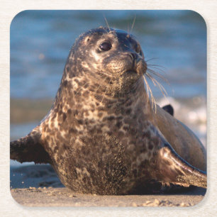 Porta-copo De Papel Quadrado Um selo de bebê que vem em terra na piscina das