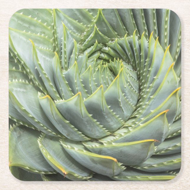 Porta-copo De Papel Quadrado Um Succulent verde & branco (Frente)