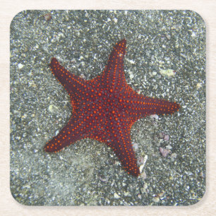Porta-copo De Papel Quadrado Uma estrela do mar vermelha Galápagos, Equador