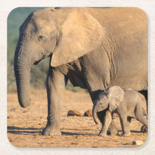 Porta-copo De Papel Quadrado Uma mãe e cria de elefante africano em movimento