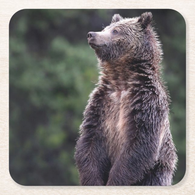 Porta-copo De Papel Quadrado Urso de urso ereto (Frente)
