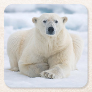 Porta-copo De Papel Quadrado Urso polar adulto no gelo de bloco do verão