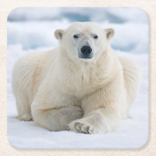Porta-copo De Papel Quadrado Urso polar adulto no gelo flutuante de verão