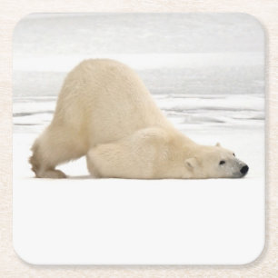 Porta-copo De Papel Quadrado Urso polar coçando-se na tundra congelada