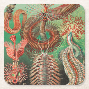 Porta-copo De Papel Quadrado Vermes, Anelídeos Chaetopoda por Ernst Haeckel