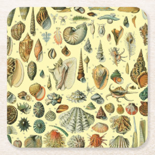 Porta-copo De Papel Quadrado Vintage Mollusk Shell Seashell Art