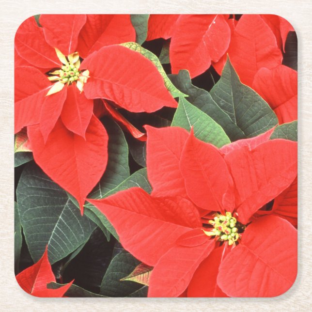 Porta-copo De Papel Quadrado Vivid Red Christmas Poinsettias (Frente)
