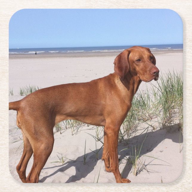 Porta-copo De Papel Quadrado vizsla-cheio (Frente)