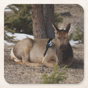 Porta-copo De Papel Quadrado Wapiti (Elk) & Magpie