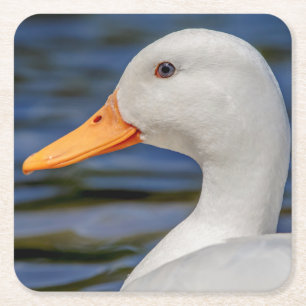 Porta-copo De Papel Quadrado White Mallard Duck