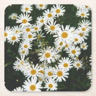 Porta-copo De Papel Quadrado White Oxeye Daisy Meadow