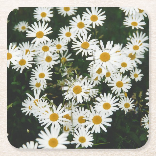 Porta-copo De Papel Quadrado White Oxeye Daisy Meadow (Frente)