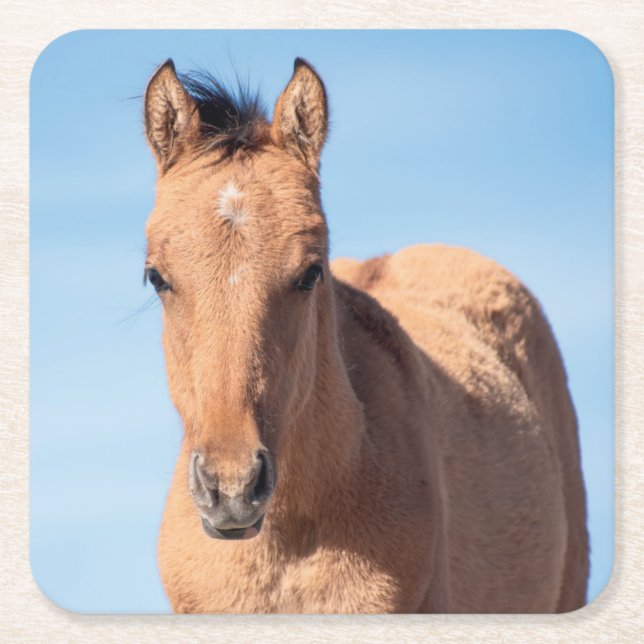 Porta-copo De Papel Quadrado Wild Mustang Foal (Frente)