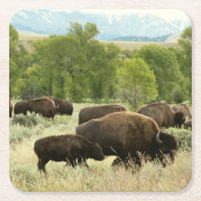 Porta-copo De Papel Quadrado Wyoming Bison Nature (Frente)