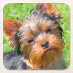 Porta-copo De Papel Quadrado Yorkshire Terrier olhando para cima