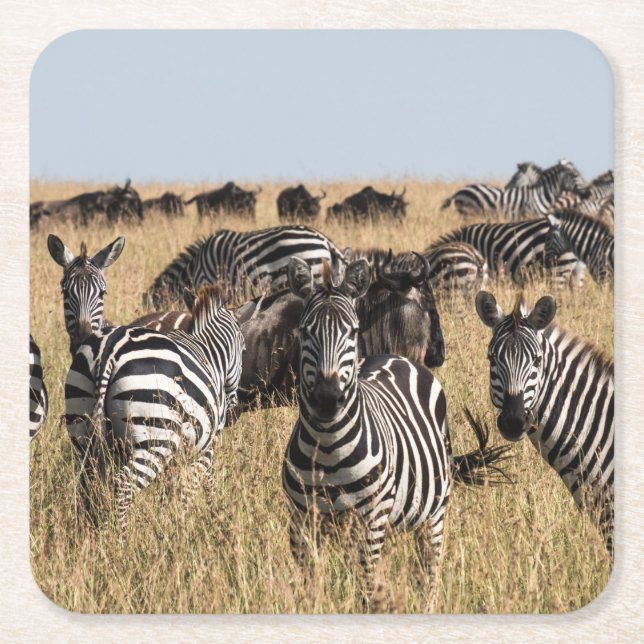 Porta-copo De Papel Quadrado Zebra-de-Grant (Frente)