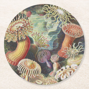 Porta-copo De Papel Redondo Anêmonas do Mar, Actiniae Seeanemonen Ernst Haeck
