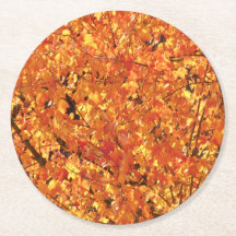 Autumn Leaves na árvore - fotografia.