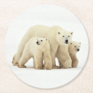 Porta-copo De Papel Redondo Bebês Mais Pobres   Família de Ursos Polares