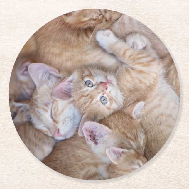 Porta-copo De Papel Redondo Bebês Mais Pobres | Película De Gato Laranja (Frente)