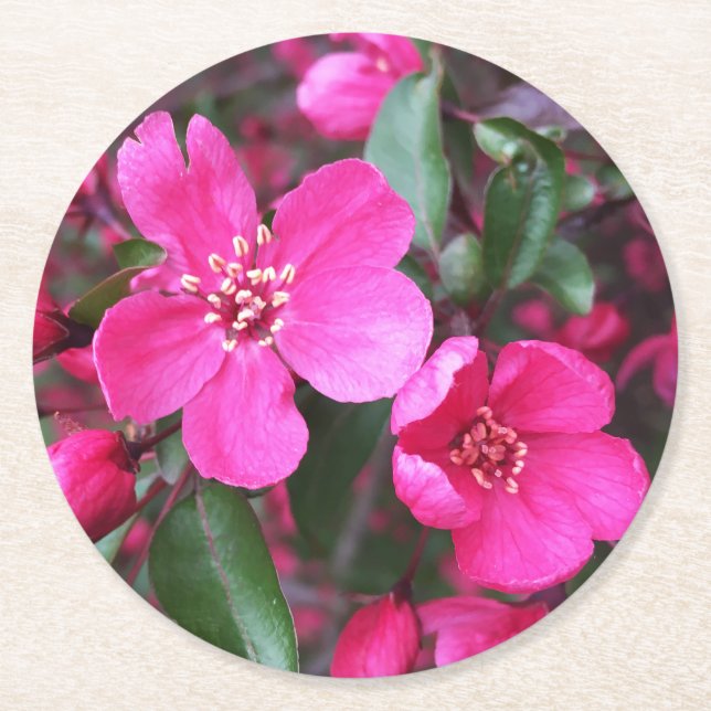 Porta-copo De Papel Redondo Caranguejo-Flor Rosa (Frente)