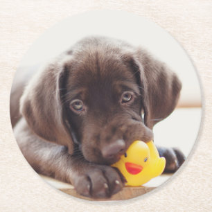 Porta-copo De Papel Redondo Chocolate Labrador Com Pato De Brinquedo