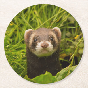 Porta-copo De Papel Redondo Ferret castanho na foto da grama