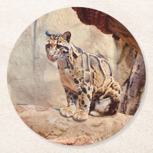 Porta-copo De Papel Redondo foto de leopardo nebuloso natureza vida selvagem e