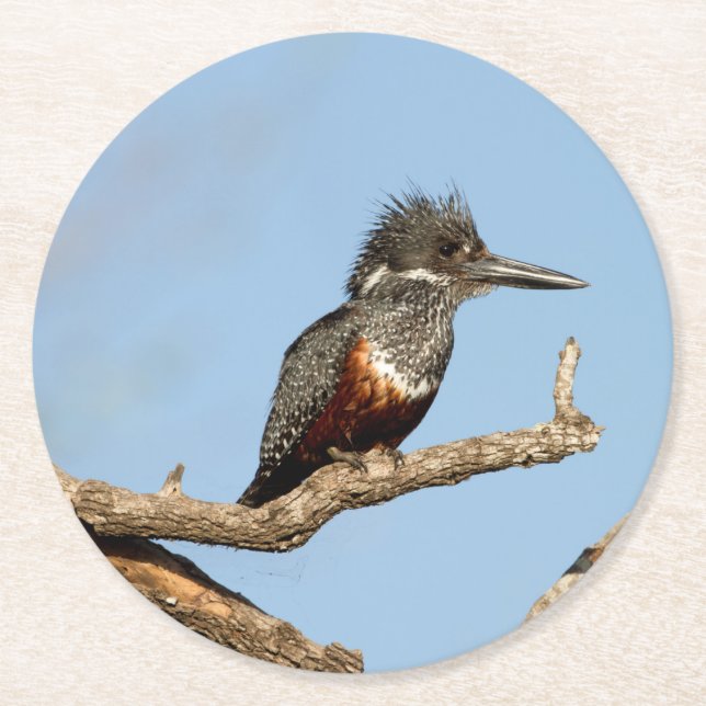 Porta-copo De Papel Redondo Giant Kingfisher (Frente)