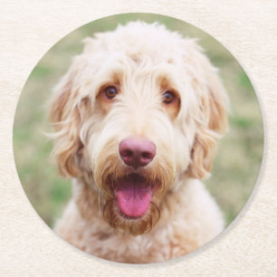 Porta-copo De Papel Redondo Goldendoodle sorrindo