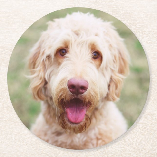 Porta-copo De Papel Redondo Goldendoodle sorrindo (Frente)