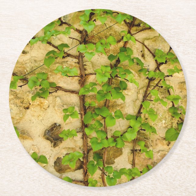 Porta-copo De Papel Redondo Hydrangea petiolaris (Frente)