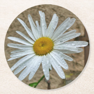 Porta-copo De Papel Redondo Leucanthemum Bloom